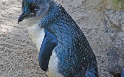 Fairy Penguins of Phillip Island, Australia